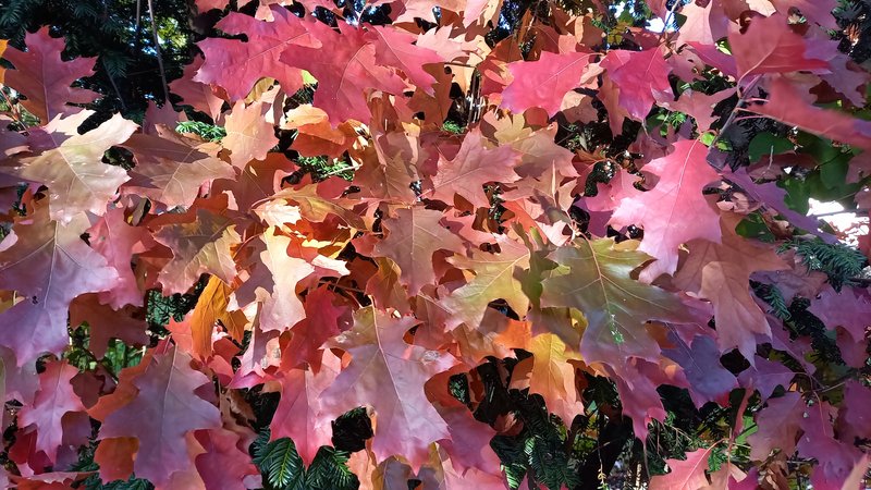 rot verfärbte Eichenblätter