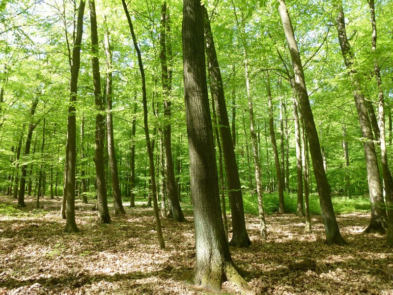 Bestand aus mehreren Roteichen