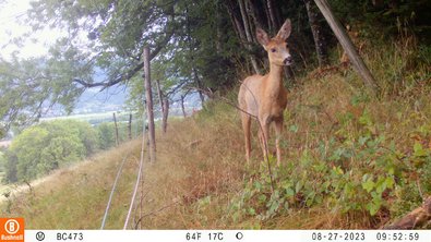 Reh auf Untersuchungsfläche