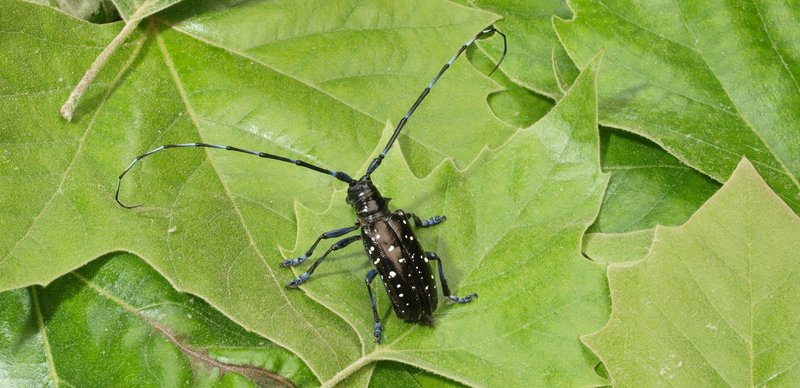 großer schwarzer Käfer mit weißen Punkten und langen Fühlern