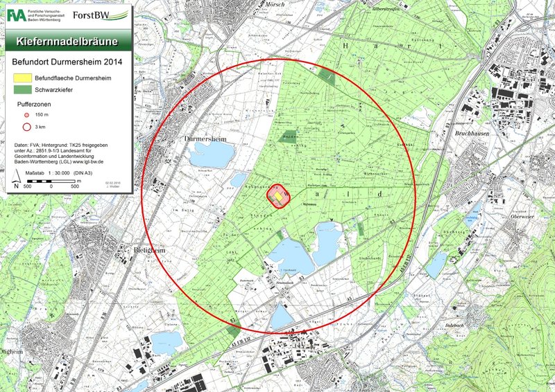 Methodik des Monitorings zur Dothistroma-Nadelbräune am Beispiel des Befallsgebietes Durmersheim