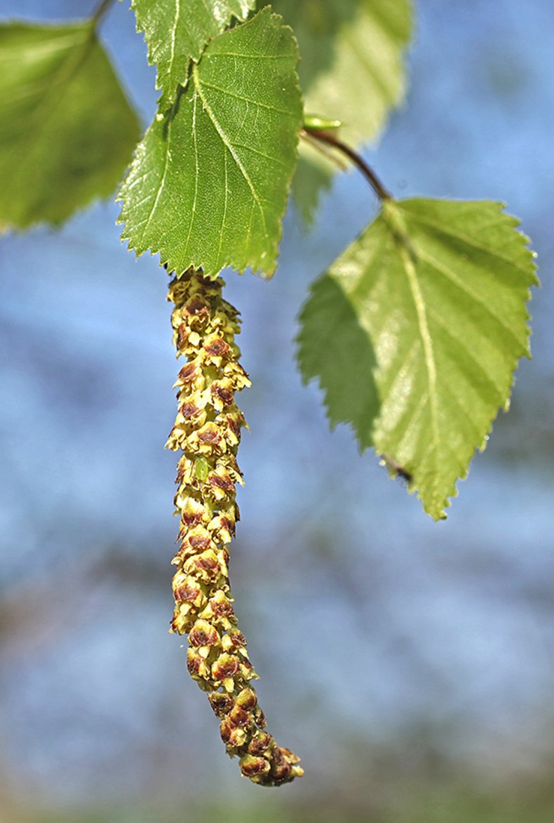 die-h-ngebirke-betula-pendula