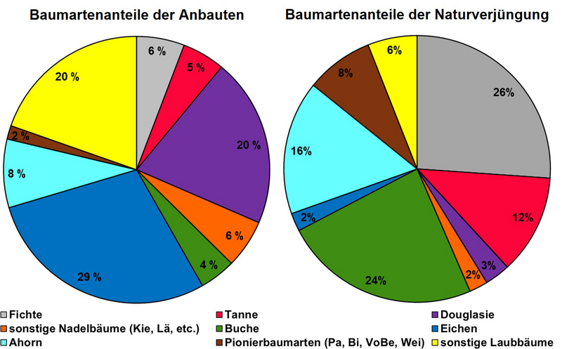 Baumartenanteile innerhalb der verschiedenen Verjüngungsarten auf Schadflächen mit Wiederbewaldungsbedarf.