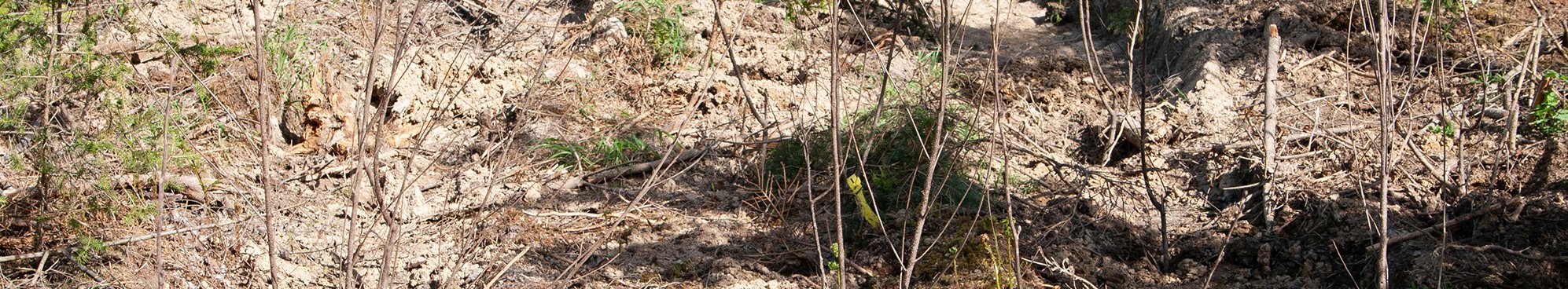 Durch Regenerationsmaßnahmen können Bodenverdichtungen auf Rückegassen reduziert und die Wasserinfiltration verbessert werden.