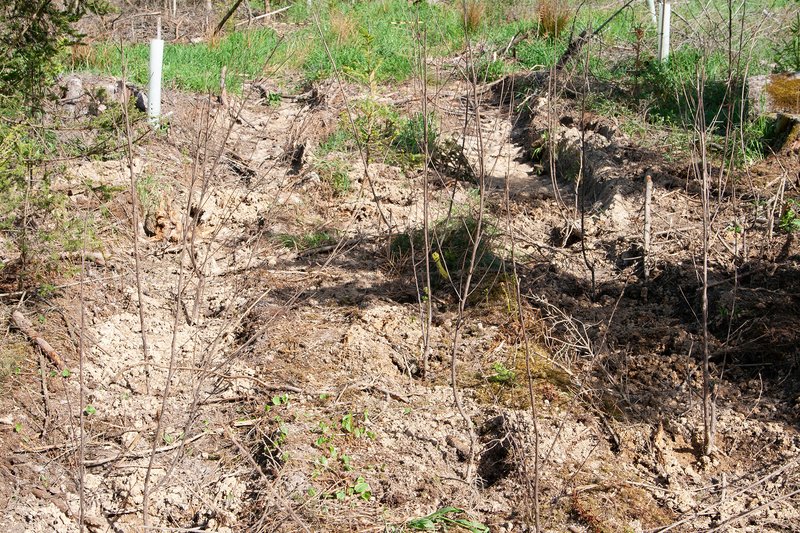 Durch Regenerationsmaßnahmen können Bodenverdichtungen auf Rückegassen reduziert und die Wasserinfiltration verbessert werden. 