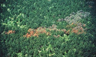 Entwicklung von Befall durch Southern pine beetle ohne Einwirkung von Bekämpfungsmaßnahmen 1983/84 im Gebiet Four Notch, März 1983