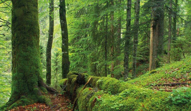Baumarten-, struktur und totholzreicher Wald