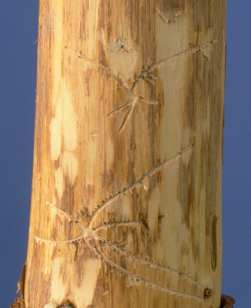 Brutbild des Furchenflügeligen Fichtenborkenkäfers