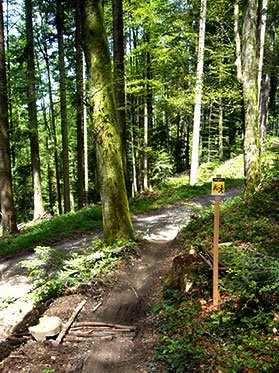Waldegg-Trail