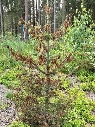 Versuchsfläche Muckenreuth: 9-jährige Bestandesabsaat mit Spätfrostschaden an Bestandesherkunft Avrig. 