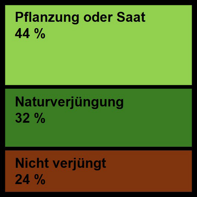 Art der Verjüngung auf Schadflächen mit Wiederbewaldungsbedarf