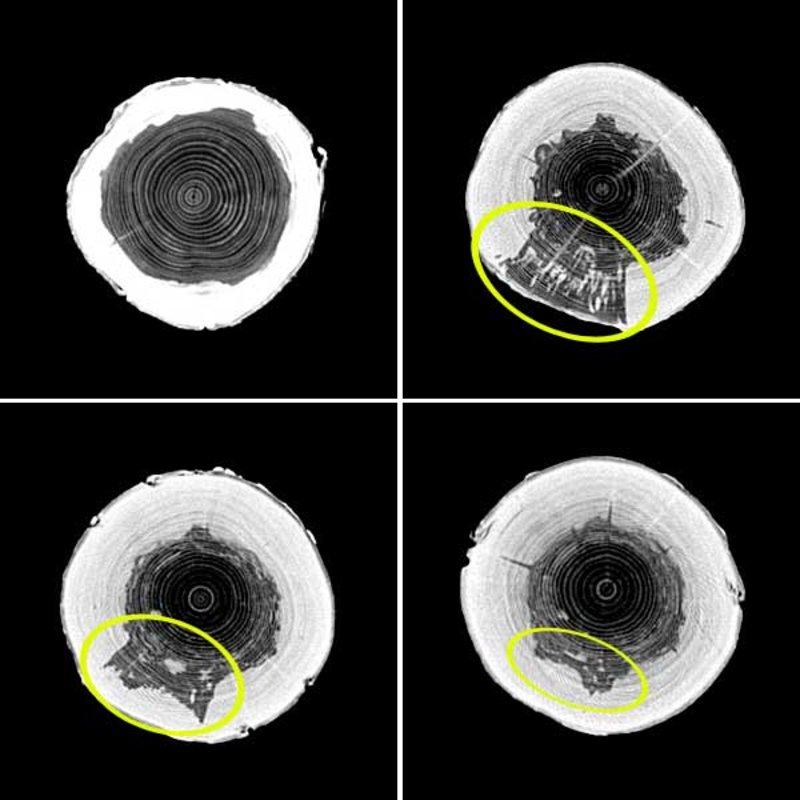CT-Bilder von Stammquerschnitten (Slices) einer unverletzten Fichte (oben links) und einer Fichte mit einem nachgeahmten Rückeschaden.