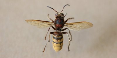 Hornisse mit gelbem Hinterleib