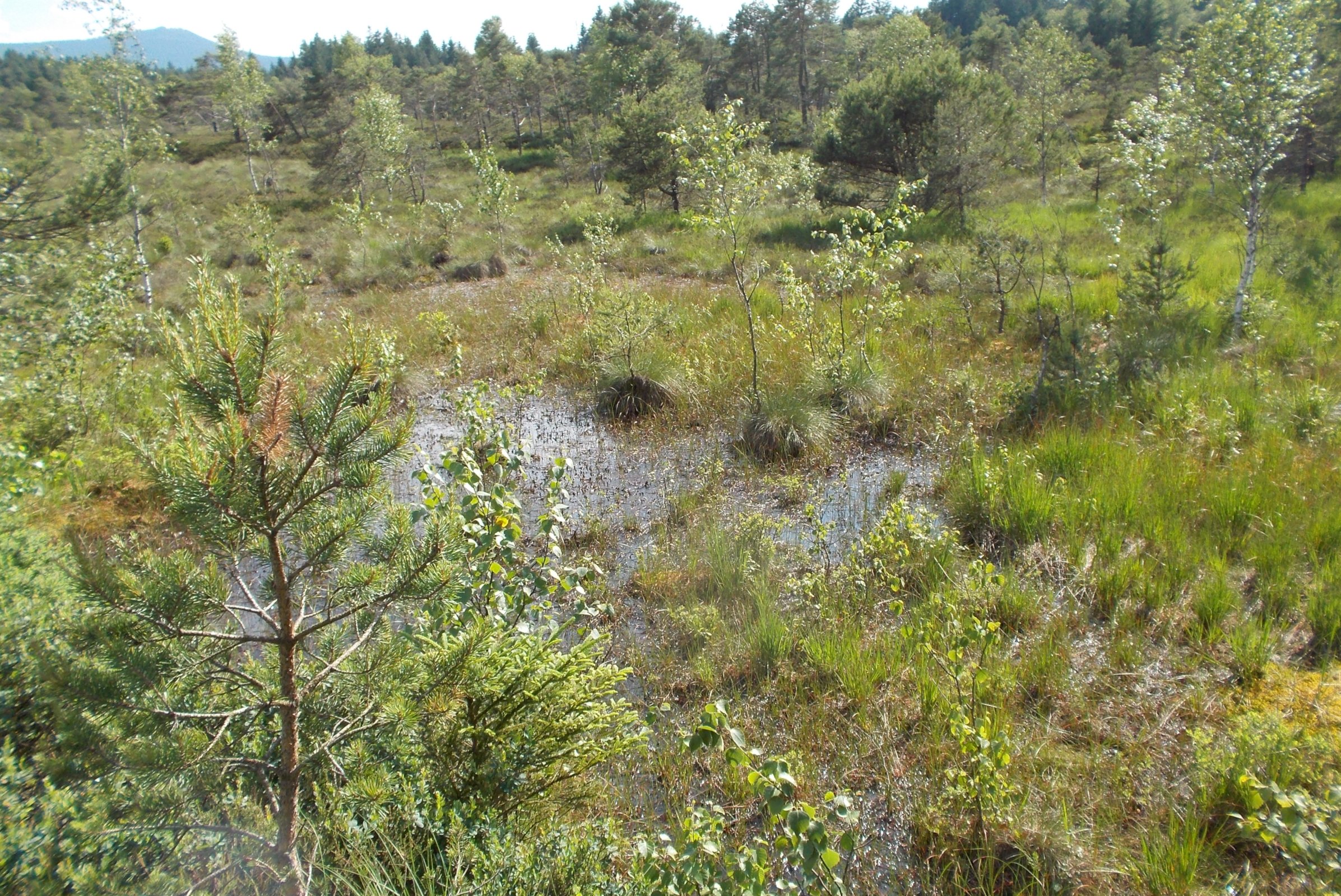 Lichter Moorwald mit jungen Kiefern und Birken, feuchten, teilweise wassergefüllten Senken und dichter moortypischer Vegetation; im Hintergrund bewaldete Hügel.