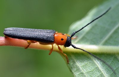 red-necked longhorn beetle