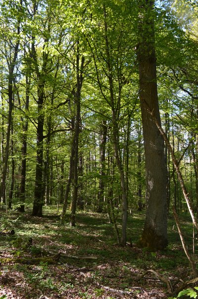 Naturwaldreservat Dachsbau