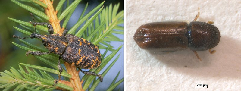 Large pine weevil and fir bark beetle