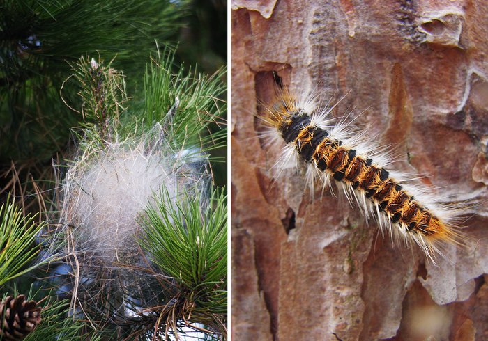 Nest and caterpillar of the pine processionary moth