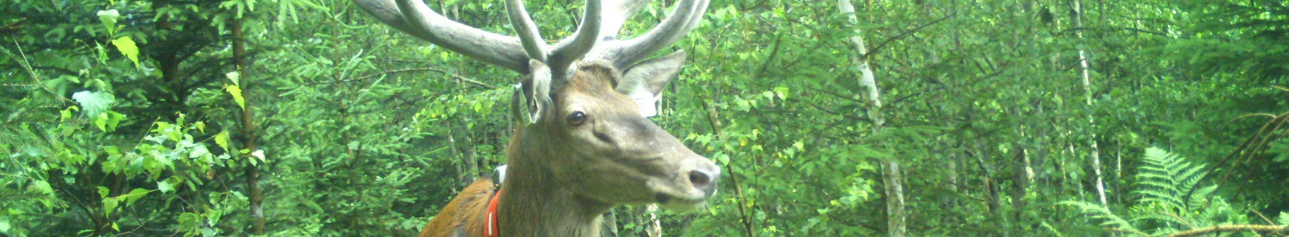 Rothirsch „Gandalf“ mit GPS-Halsband im Folgeprojekt