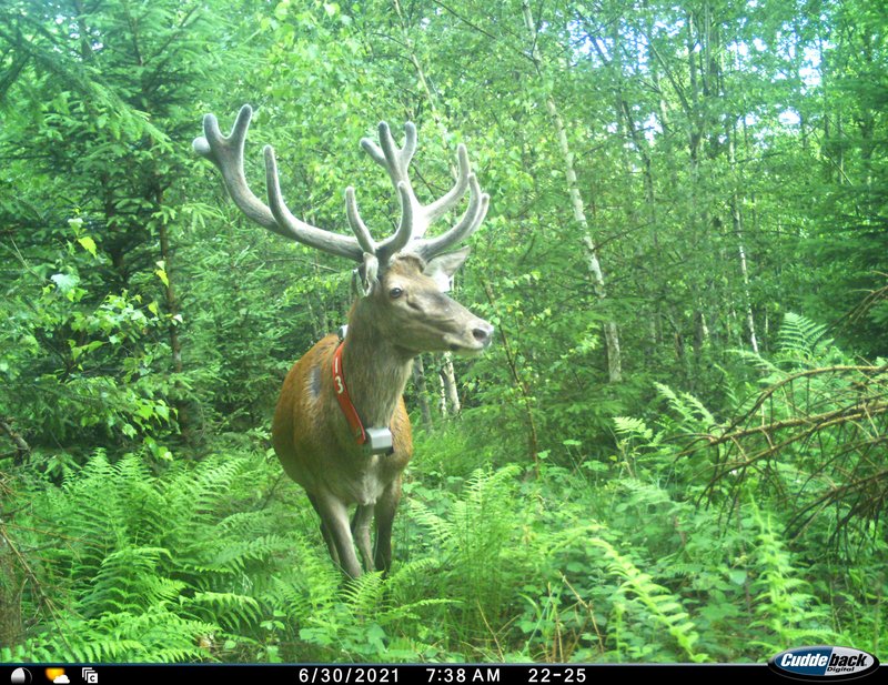 Abb. 4: Rothirsch „Gandalf“ mit GPS-Halsband im Folgeprojekt. (Foto: T. Schaupp)