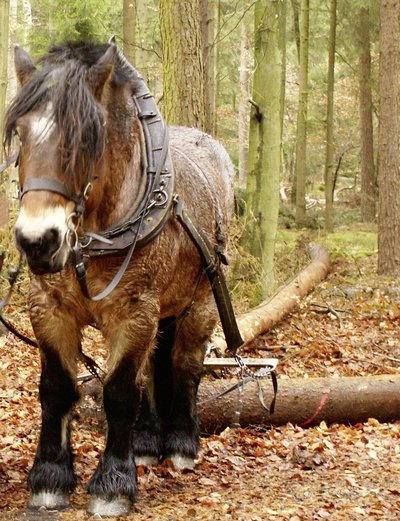 Rückepferd bei der der Arbeit im Wald.