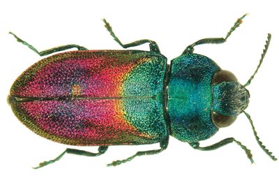 Anthaxia salicis, eine besonders farbenprächtige Art