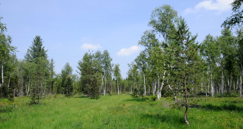 Moor with sparse birch and pine trees