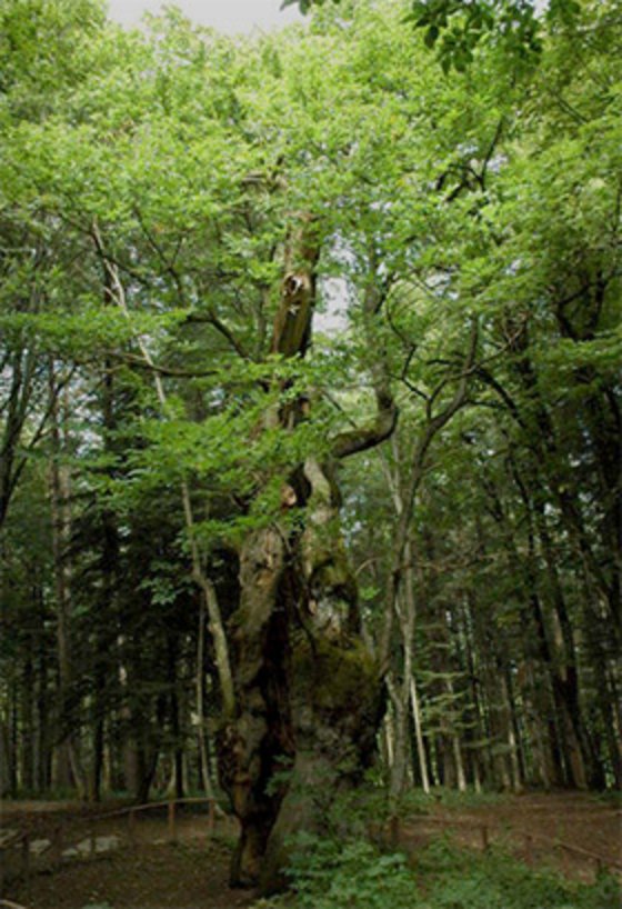 Kappung statt Fällung