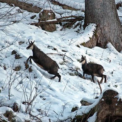 Gemsen in steilem Gelände