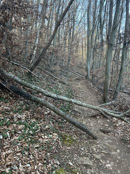 Nach Stürmen im Winter 2024/25 auf einen Wanderpfad gefallene Buchen-Stangenhölzer nach Fäule und Bruch infolge der durch die Dürreperiode 2018-23 ausgelösten Schäden.