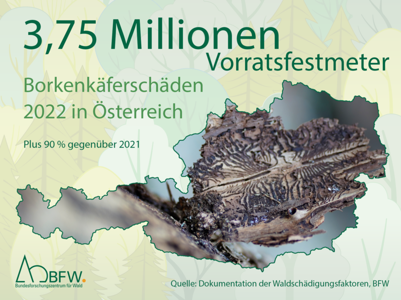 Grafik, die Österreich anzeigt, die Umrisse sind gefüllt mit einem Foto von Borkenkäferschäden