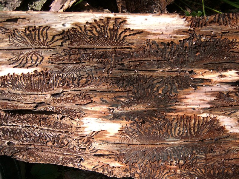 Holzstamm mit Fraßspuren des Borkenkäfers