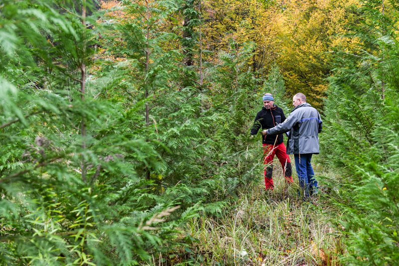 Zwei Mitarbeiter der Forstverwaltung bei der Überprüfung eines Anbauversuches mit Lawson Scheinzypresse.