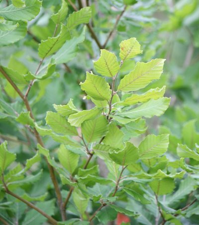 Blätter eines Laubbaumes