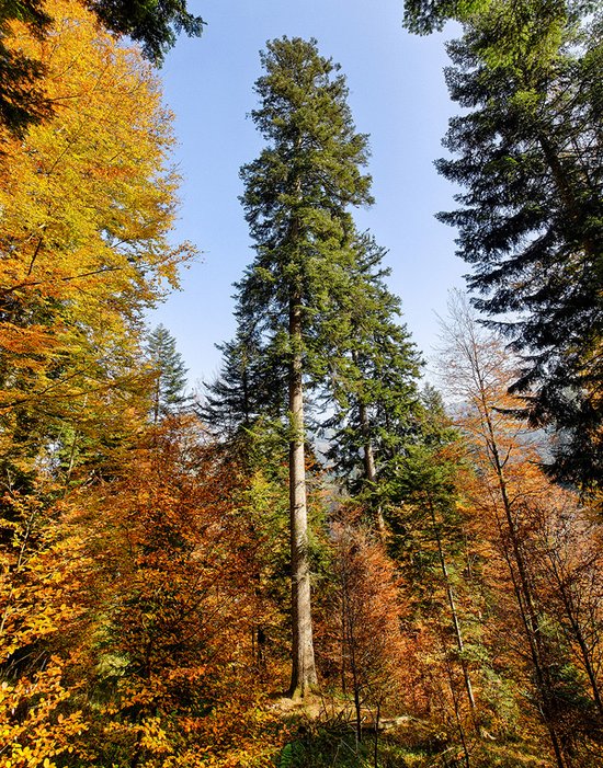 silver fir in a mountain forest in Emmental