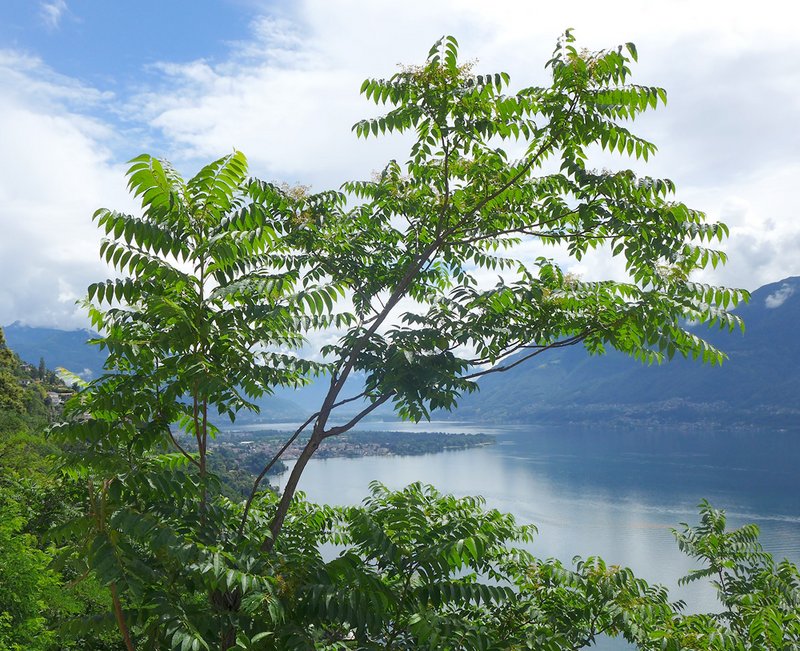 Götterbaum im Tessin