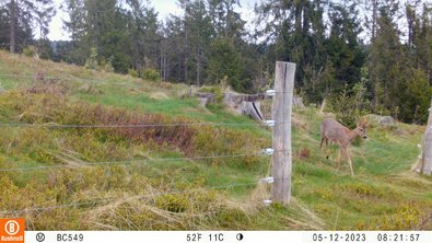 Reh auf Untersuchungsfläche