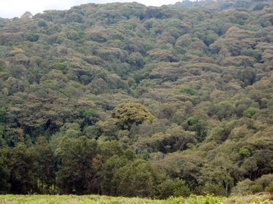 Bergregenwald von Kibira