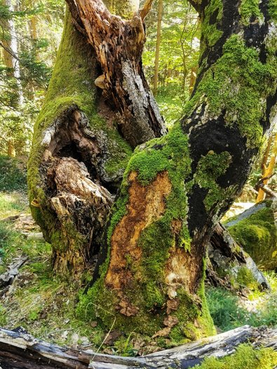Ein mit Moos bedeckter Baumstumpf, der als Totholz Pilzen und anderen Bewohnern neuen Lebensraum bietet
