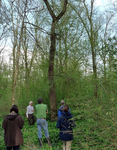 Wildapfel bei Genderkingen an der Donau.