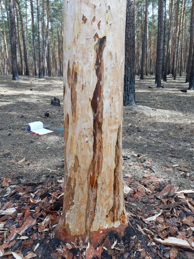 Gesunder weißer Baststreifen zwischen zwei Wurzelanläufen oberhalb einer Stammkehle