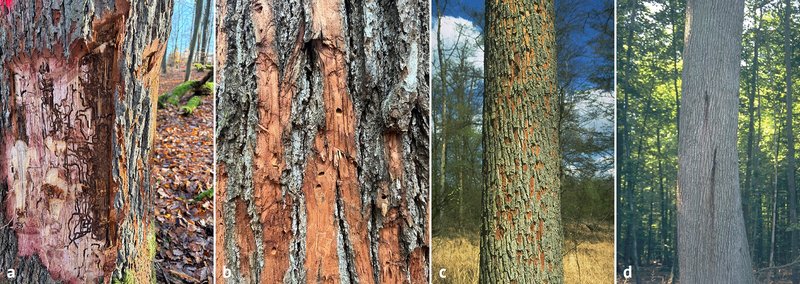 Typische Symptome eines Eichenprachtkäfer-Befalls, um das Vorkommen des Käfers zu bestätigen: Larvenfraßgänge unter der Rinde (a), querovale Ausflugslöcher (b), Spechteinschläge der Rinde am Stamm (c), Schleimfluss am Stamm (d) (Fotos a–b: FVA BW/Wonsack, Fotos c–d: FVA BW/Delb).