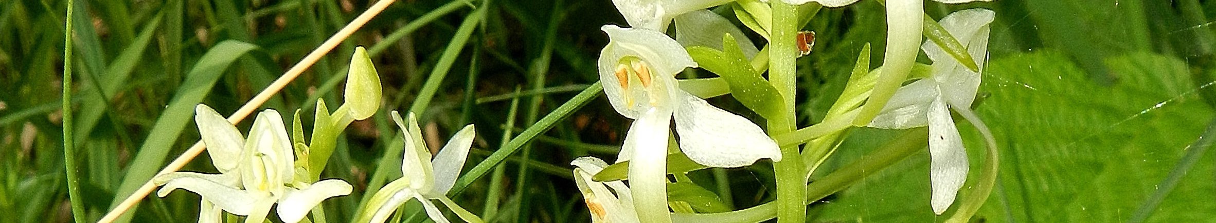 Zwei ährenförmige Blütensprosse der Grünlichen Waldhyazinthe mit grünweißen zungenförmigen Blüten wachsen in einer Wiese