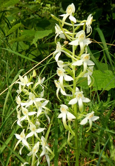 Zwei ährenförmige Blütensprosse der Grünlichen Waldhyazinthe mit grünweißen zungenförmigen Blüten wachsen in einer Wiese