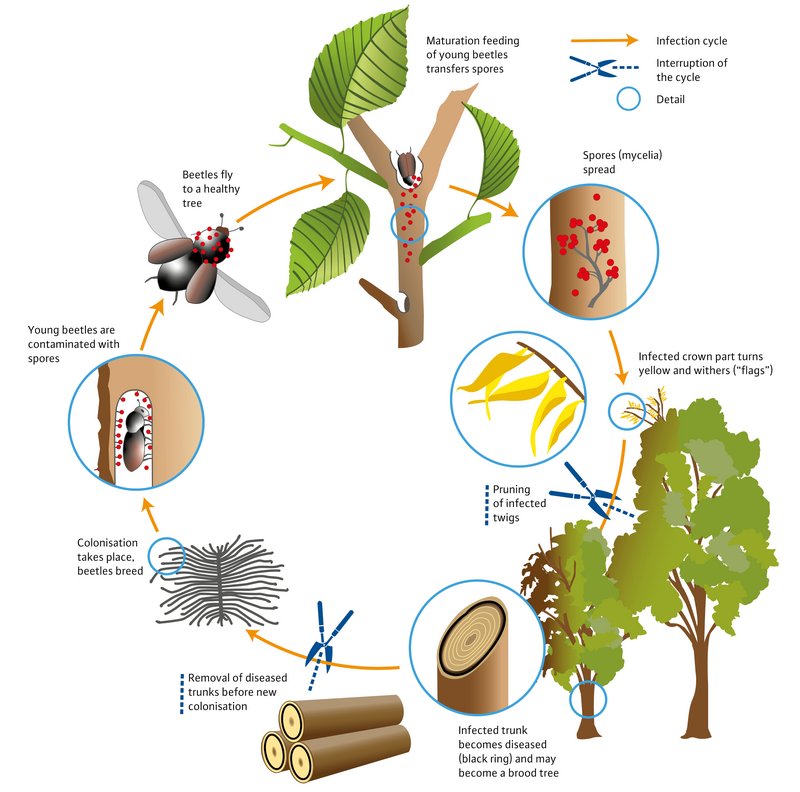 Illustration of the Route of Infection