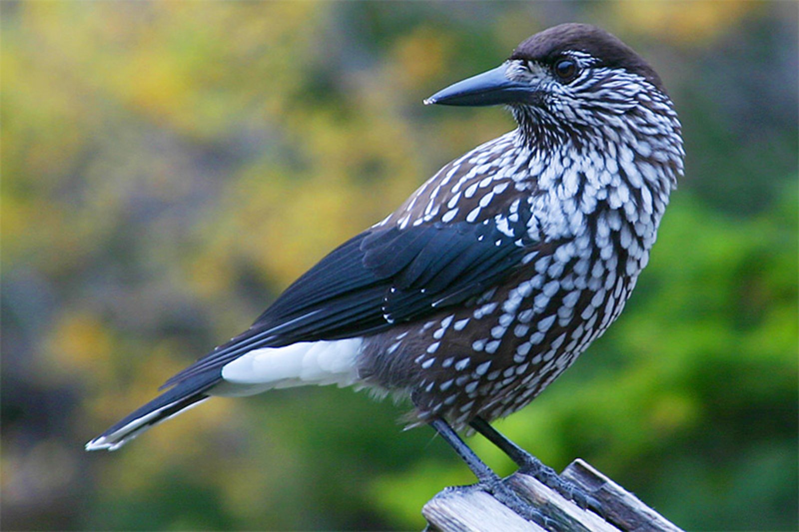Капский баклан. Какая птица чаще всего изображена на беломорских. Птицы живущие на побережье. Какая птица чаще всего изображена на беломорских. Корморан птица.