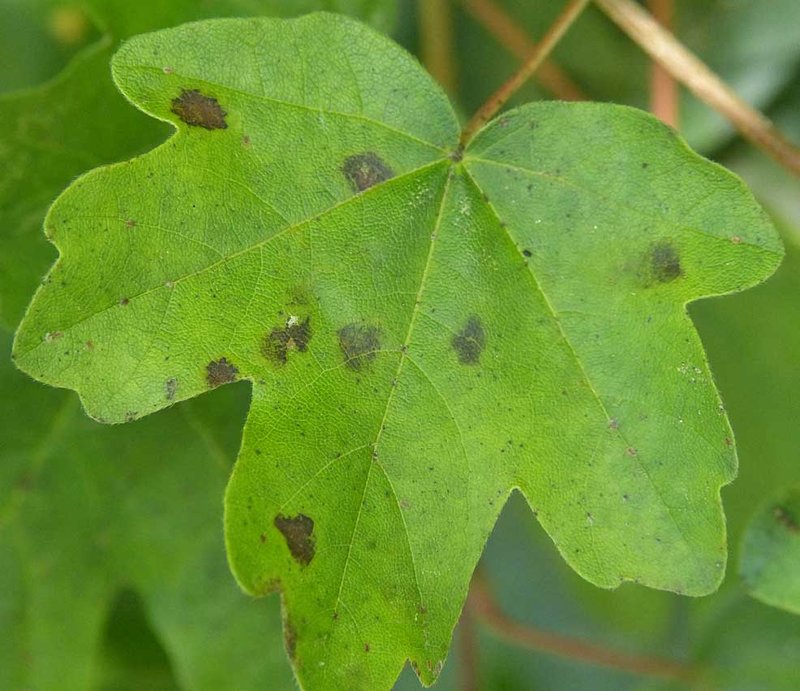 Ahorn-Runzelschorf (Rhytisma acerinum) im Frühstadium (Juni).