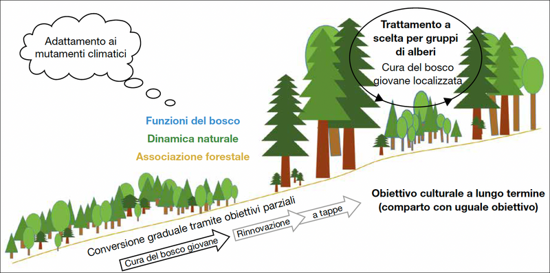 cura del bosco giovane
