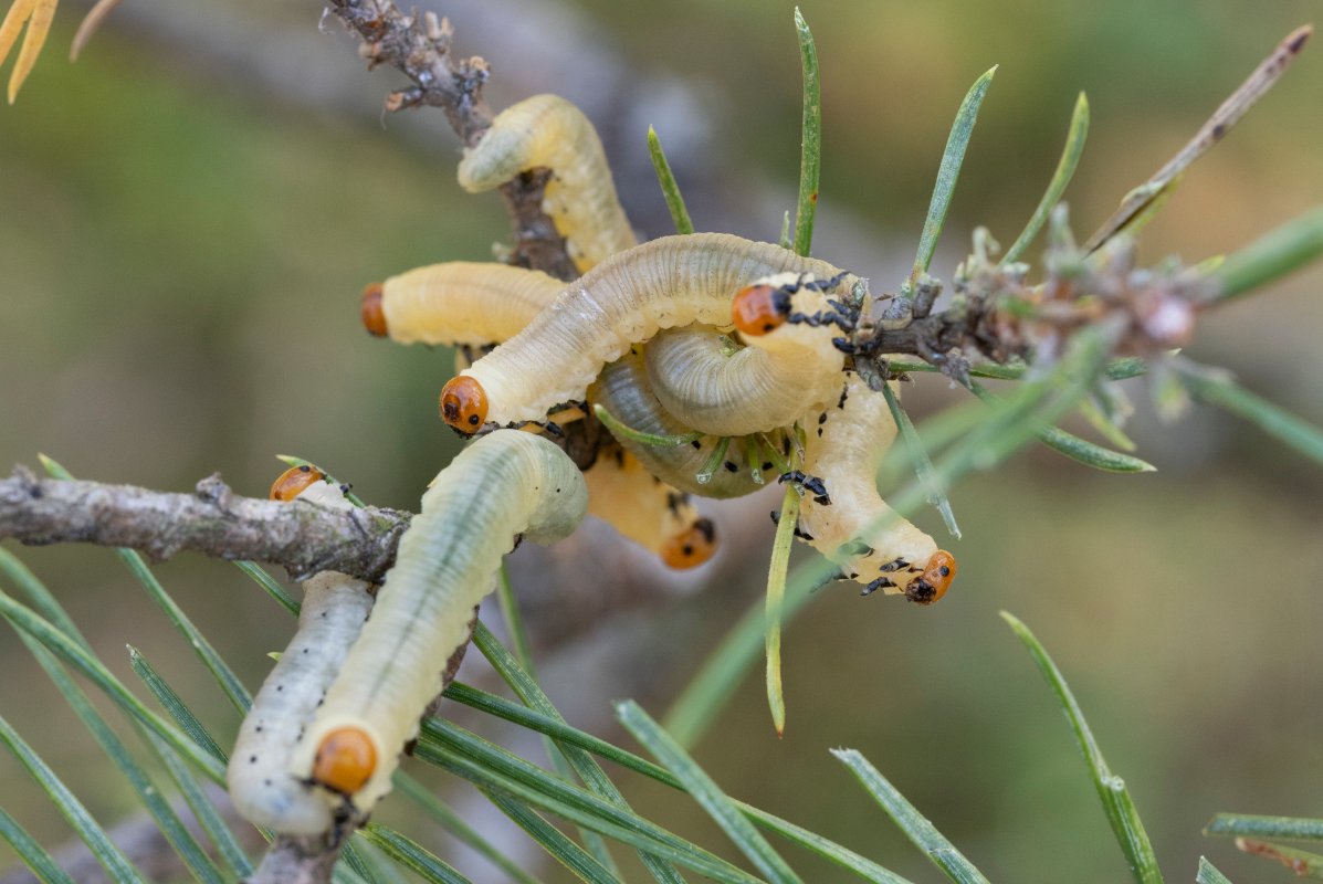 hellgrüne Raupen an einem Kiefernzweig