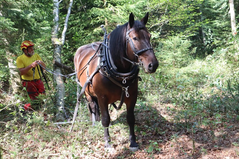 Rückepferd beim Vorrücken im Wald.